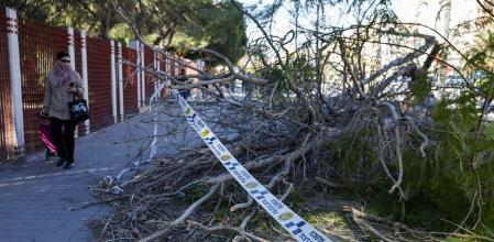 Una persona pasa junto a un árbol caido por el viento en Valencia&nbsp;