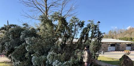 Un abeto de grandes dimensiones ha caído esta mañana justo al lado de la escuela de Sant Pau de Segúries (Ripollès)