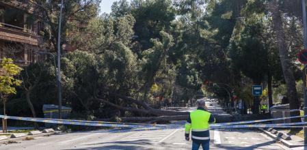 Un pino caído en la Avinguda de Pedralbes, cortando el tráfico en ambos sentidos, por el temporal de fuertes vientos en Catalunya