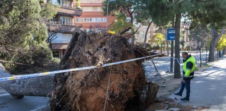 El viento tumbó un pino de grandes dimensiones en la avenida Pedralbes, afortunadamente sin causar heridos