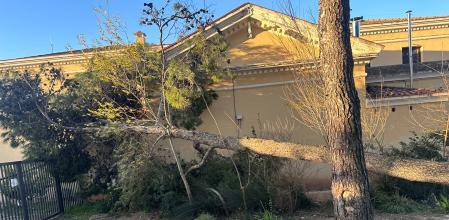 Árbol caído en el patio de una escuela