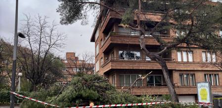 Uno de los muchos árboles abatidos por el viento en Barcelona, este en la avenida Pedralbes