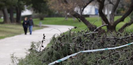 Un árbol caído a causa del fuerte viento, este domingo en el jardín del Turia de Valencia este domingo.&nbsp;