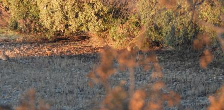 Reto visual: ¿Eres capaz de ver los conejos en menos de 30 segundos?