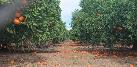 Naranjas en tierra tras el último temporal de viento en Valencia&nbsp;
