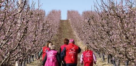 Voluntarios de la campaña Fruiturismo en campos de frutales de Aitona.