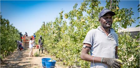 Personas migrantes en la recogida de la fruta en un campo de Lleida, en una foto de archivo 