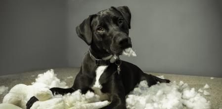 Decirle constantemente 'no' a un perro puede ser realmente perjudicial&nbsp;