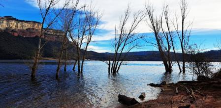 Rita Martínez ofrece una muestra del buen aspecto del pantano de Sau con este grupo de árboles medio sumergidos en las aguas del embalse, como un bosque inundado, que