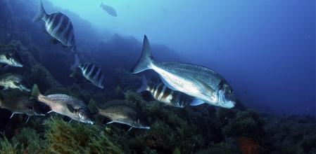 La dorada, una especie de interés pesquero que migra según las estaciones, no forma poblaciones locales independientes en el Mediterráneo noroccidental