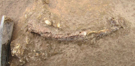 Una mandíbula de 'Tanyka', con un martillo de geólogo como referencia de escala, encontrada en Brasil.