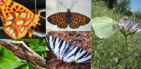 5 mariposas de primavera en la Garrotxa.