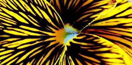 Viola cornuta Tiger Eye.