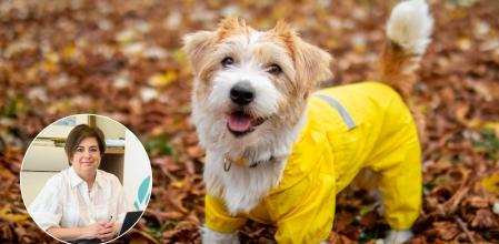 Abrigar a cierto tipo de perros en invierno es más necesario de lo que se piensa