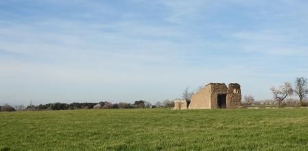 Reto visual: ¿Encuentras al aguilucho?