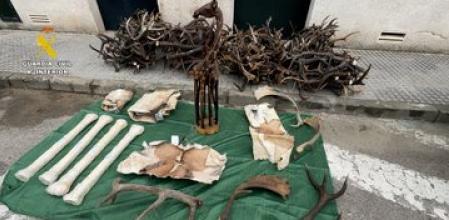 Incautadas en una furgoneta en Cádiz varias piezas de especies protegidas de África