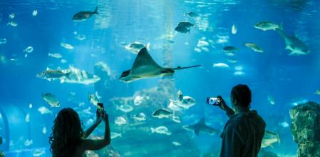 L’Aquàrium de Barcelona ofrece más de 80 acuarios con 600 especies marinas para descubrir en familia&nbsp;
