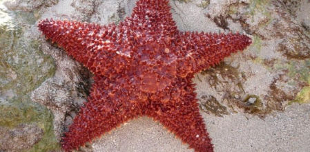 Un hallazgo genético reescribe cómo entendemos la evolución de los animales