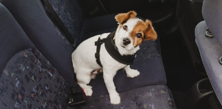 Mascota a bordo: los mejores cinturones y arneses para que tu perro vaya bien seguro en el coche