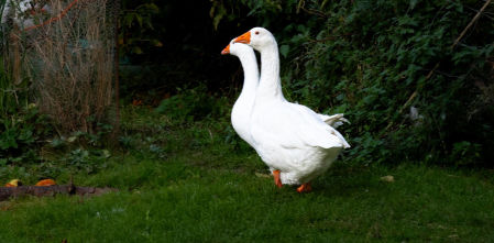 La oca bicéfala de Tavascan