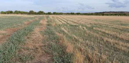 Reto visual: ¿Eres capaz de ver la nuez en menos de 30 segundos?