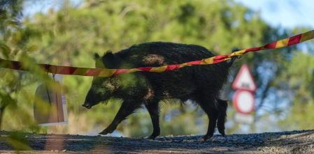 Los análisis de la Generalitat descartan que el virus de la peste porcina saliera del laboratorio
