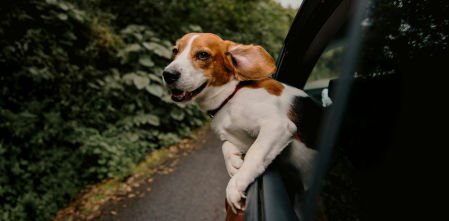 La mitad de los españoles teme que su perro se sienta abandonado durante un viaje sin él, pero forzar la experiencia puede generarle estrés: “No todos lo toleran”