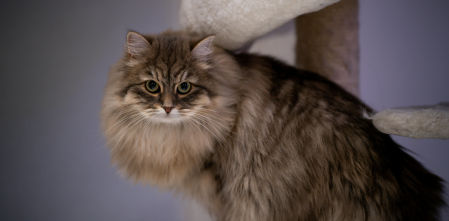 Perros y gatos “hipoalergénicos”: el mito y lo que realmente ayuda a las personas alérgicas