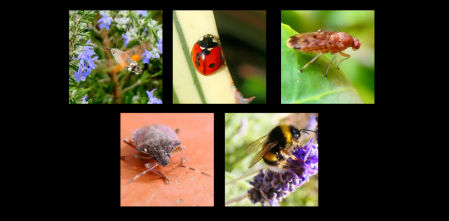 Las flores de invierno reactivan los insectos
