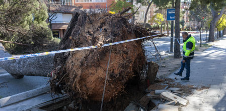 Expertos forestales lo confirman: por qué el último temporal ha derribado tantos árboles