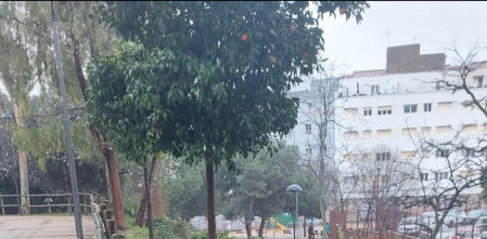 Reto visual: ¿Cuántas naranjas eres capaz de ver en menos de 30 segundos?