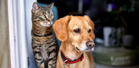 El artículo 7.2 de la Ley de Propiedad Horizontal: cuándo tus vecinos pueden actuar legalmente contra tu perro o gato en casa