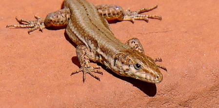 La importancia del pequeño dinosaurio