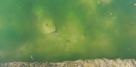 Reto visual: ¿Eres capaz de ver la rana en menos de 30 segundos?