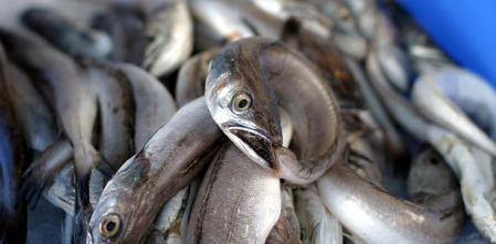 El Ministerio propondrá a las comunidades autónomas declarar la anguila especie en peligro de extinción