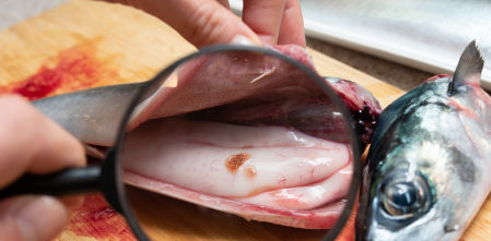 No es solo anisakis: parásitos que pueden llegar al plato (y cómo evitarlo)