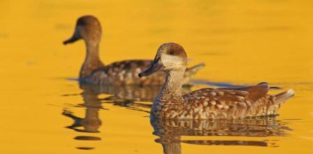 El pato más amenazado de Europa consolida su recuperación en España