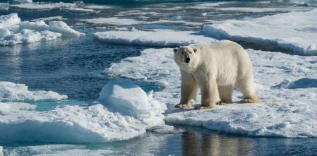 Los osos polares del Ártico desconciertan a los científicos: cuanto menos alimento tienen a su alcance, más gordos están