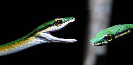 Un hongo zombi, una serpiente loro y una manta gigante lideran la lista de nuevas especies 2025