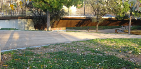 Reto visual: ¿Puedes encontrar la tórtola en menos de 30 segundos?