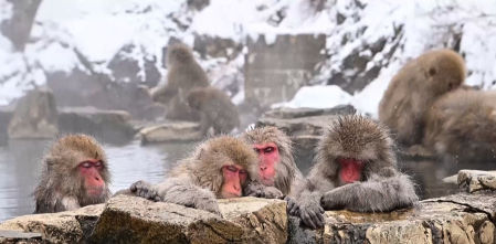 Un baño contra el frío: el ritual de los macacos japoneses en las aguas termales de Jigokudani