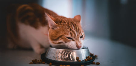 Neus Candela, veterinaria: “Hemos normalizado dar a perros y gatos bolas secas de pienso que prometen vitaminas, pero es comida de astronauta”