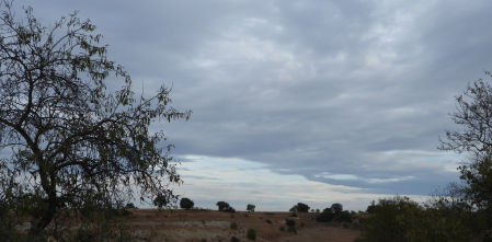 Reto visual: ¿Eres capaz de encontrar al milano real en menos de 30 segundos?