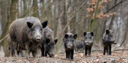 El CReSA apunta a un alimento contaminado como foco del brote de la peste porcina africana