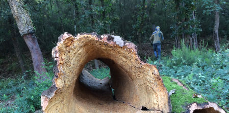 El corcho se abre paso más allá de los tapones