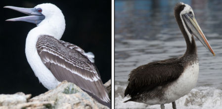 Así es como los excrementos de las aves marinas impulsaron el surgimiento del Reino Chincha en la desértica costa de los andes peruanos