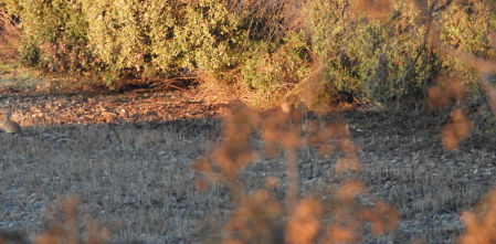Reto visual: ¿Eres capaz de ver los conejos en menos de 30 segundos?