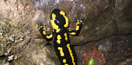 FotoDocs: La fauna del río Fluvià en Olot