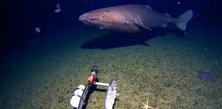 Sorpresa en la Antártida: graban por primera vez a un tiburón en sus aguas