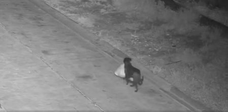 Adiestra a su perro para que tire la basura, burlando la normativa del ayuntamiento